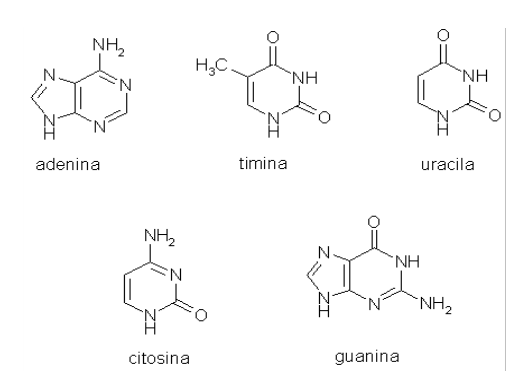 Bases nitrogenadas da estrutura de ácidos nucléicos.