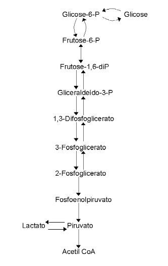 As dez rotas bioquímicas da glicólise.