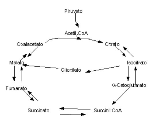 Ciclo do Glioxalato como encurtamento do ciclo de Krebs. A via é regulada por fosforilação da isocitrato desidrogenase, e ativação da isocitrato liase.