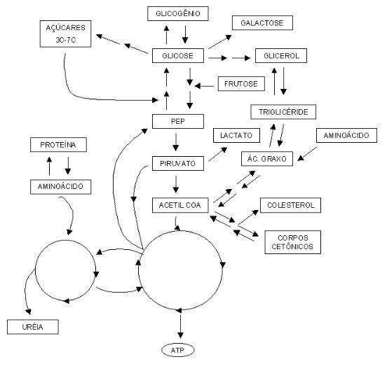 Principais rotas bioquímcas do metabolismo celular representadas num pequeno mapa metabólico.